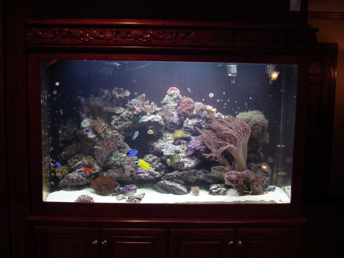 A fish tank with various plants, colorful fish, and coral sits in between a cabinet.