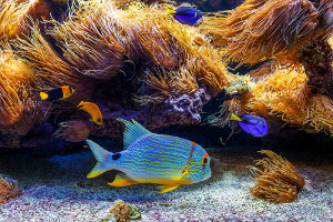 Fish in Aquarium by Living Art Aquatics, Inc.