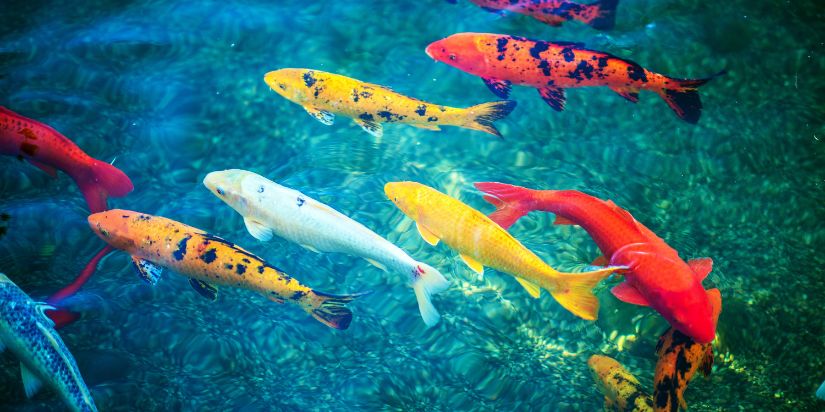 Aquarium Servicing for Healthier Fish Colorful fish swimming