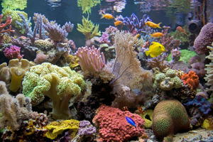 Clean Tank from Aquarium Maintenance