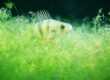 A fish swims in a tank with algae