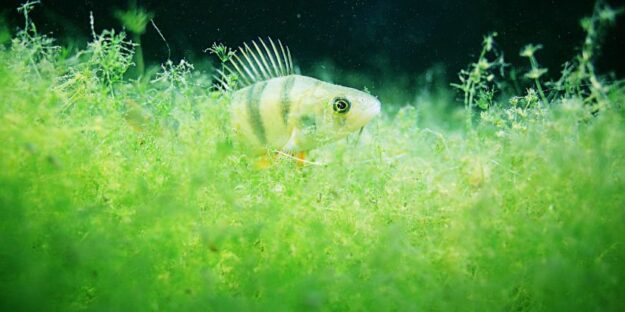 A fish swims in a tank with algae