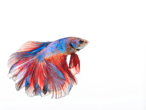Photo of a betta fish, a type of freshwater fish.