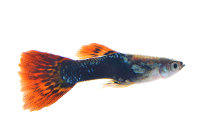 Photo of a guppy, a type of freshwater fish.