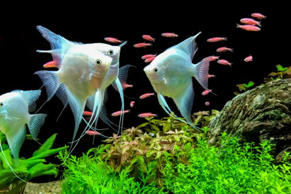 White and pink fish swim in a freshwater tank
