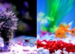 A comparison between saltwater and freshwater aquarium species