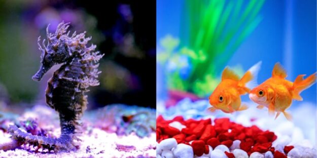 A comparison between saltwater and freshwater aquarium species