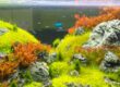 A clean and thriving home aquarium