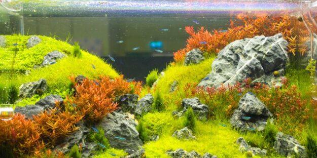 A clean and thriving home aquarium