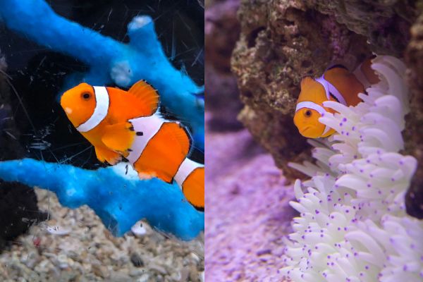 Two clown fish sick with different fish illnesses