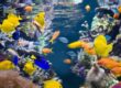 A tank of diverse tropical fish surrounded by coral