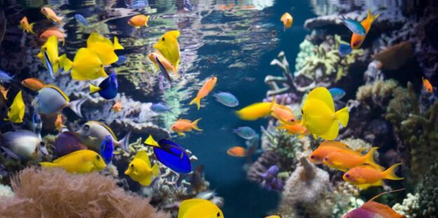 A tank of diverse tropical fish surrounded by coral