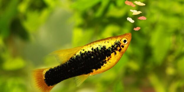 What Do Fish Eat A fish is about to eat some food