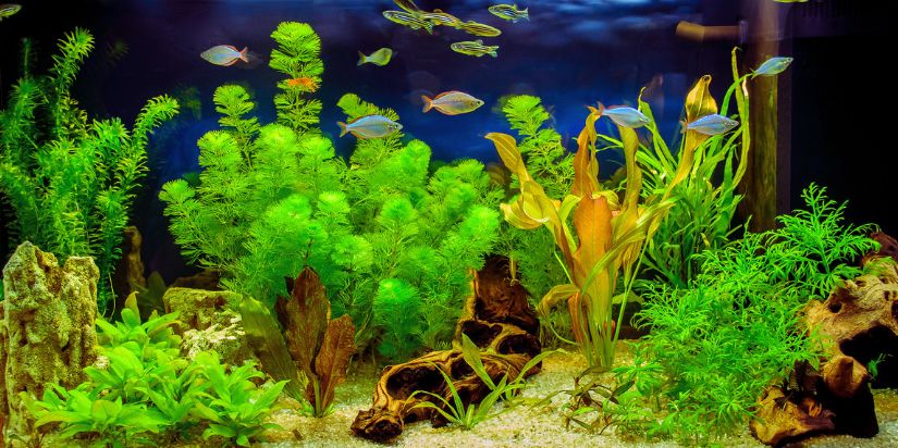 6 Beginner Aquarium Care Mistakes And How to Avoid Them