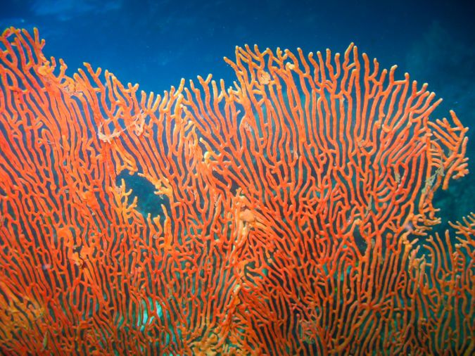 Image of orange giant sea fan coral