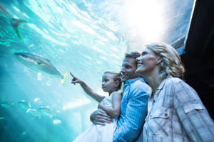 A family looks at an acrylic aquarium.