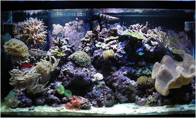 Vivid corals are easy to view in clear water, due to a UV Sterilizer 