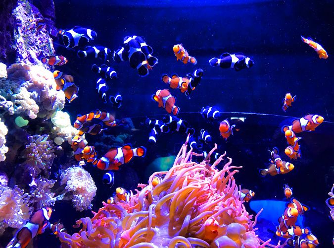 Aquarium with various types of fish and coral is kept clear with a UV sterilizer.