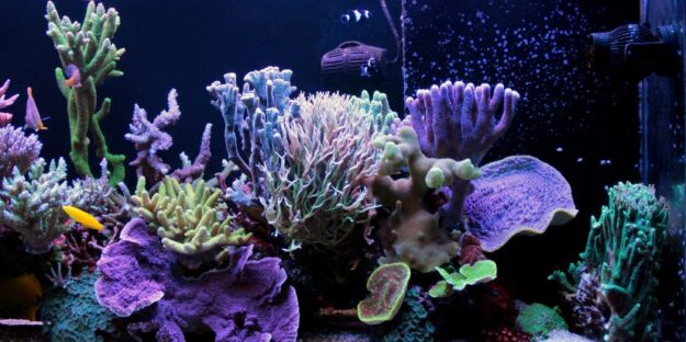 An aquarium, where a protein skimmer would be useful