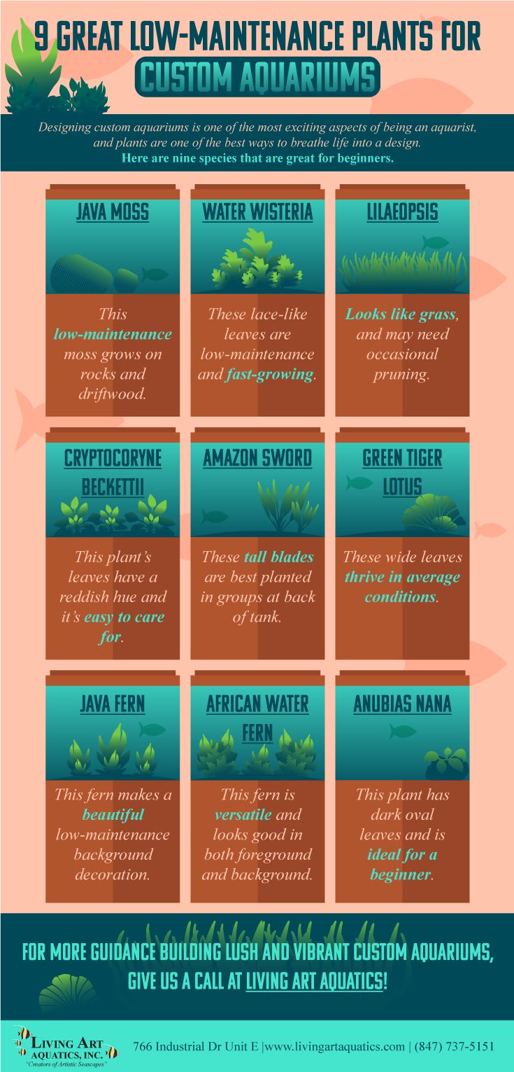 An infographic depicting popular plants for custom aquariums.