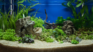 Photo of a custom aquarium filled with plants.