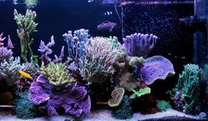 Photo of a home aquarium.