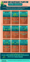 An infographic depicting popular plants for custom aquariums.