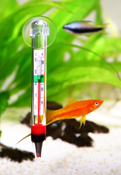 Photo of an aquarium thermometer with fish swimming near it.