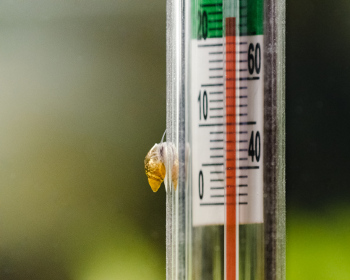 Photo of an aquarium thermometer with a snail crawling up the side.