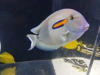 An saltwater fish swimming in an aquarium