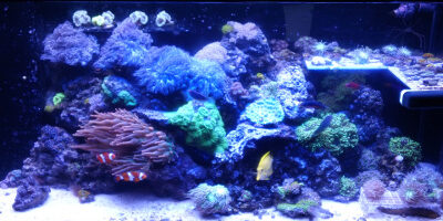 Aquarium Lighting Photo of a brightly-lit aquarium.