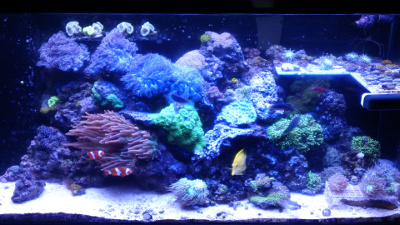Photo of a brightly-lit aquarium.