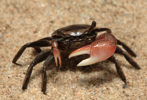 Picture of fiddler crab which is popular aquarium fish