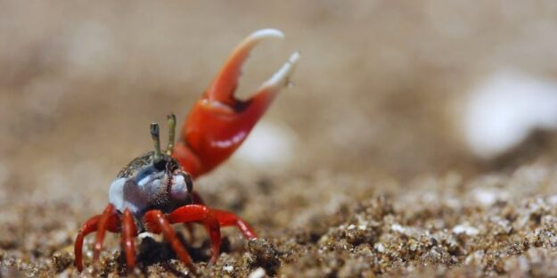 A fiddler crab with his claw up