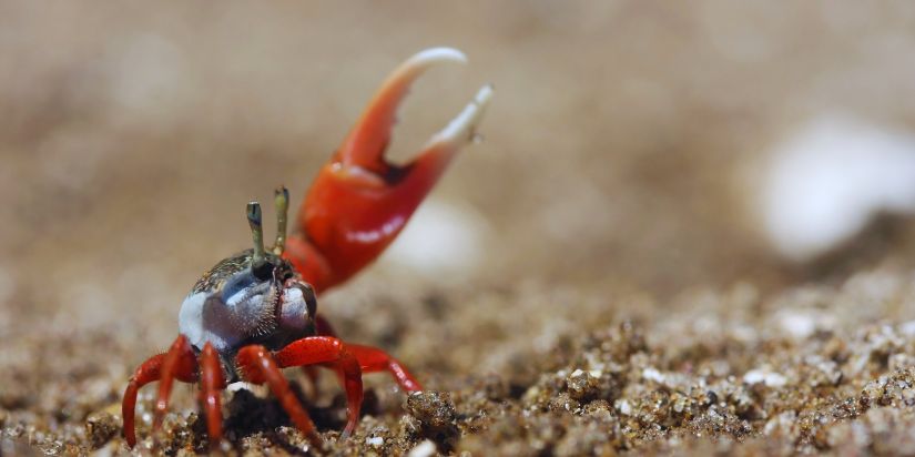 Invertebrate Aquarium Fish A fiddler crab with his claw up