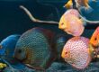 A customized fish tank filled with vividly colored, exotic fish