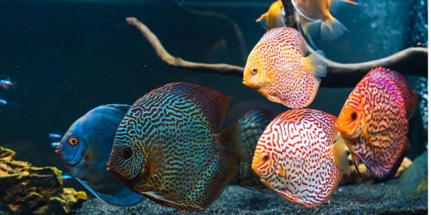 A customized fish tank filled with vividly colored, exotic fish