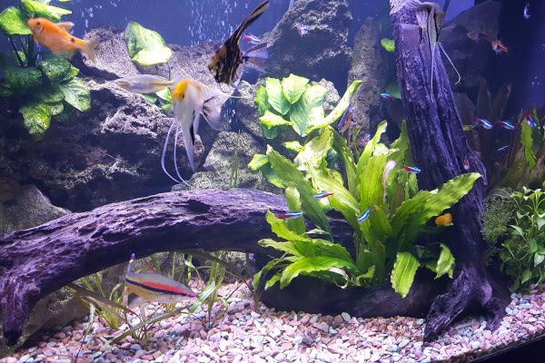 Picture of fish swimming in a home aquarium