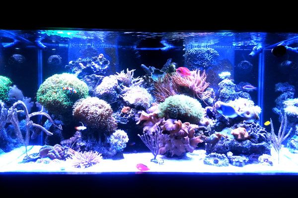 Picture of a home aquarium