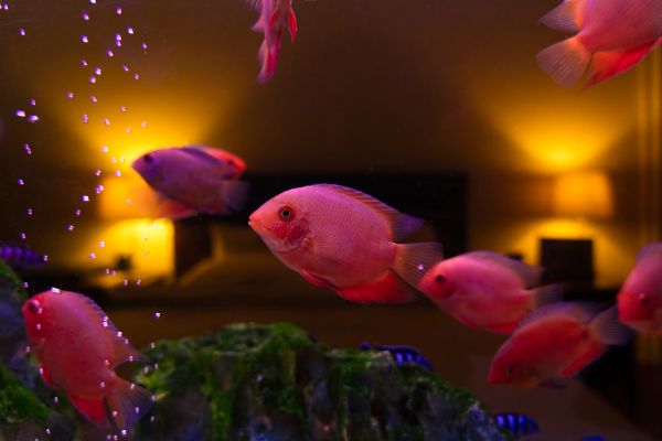Red fish swim in a custom tank in a bedroom