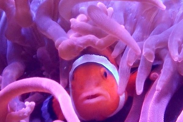 Image of a Tropical Fish (clown fish) hiding in a sea anemone