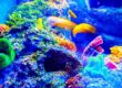 A vibrant, healthy aquarium thanks to a UV sterilizer