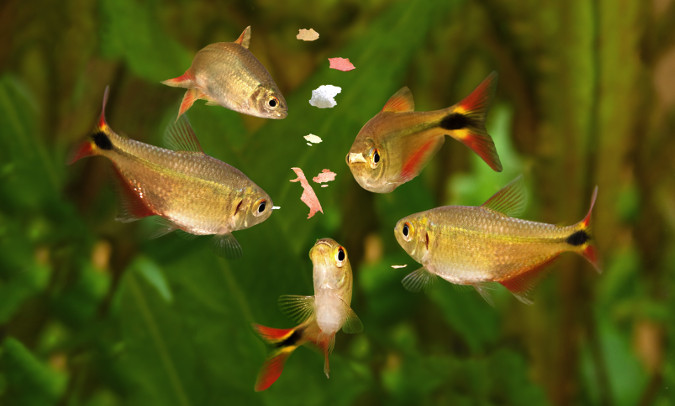 Multiple fish surround some fish food pellets.