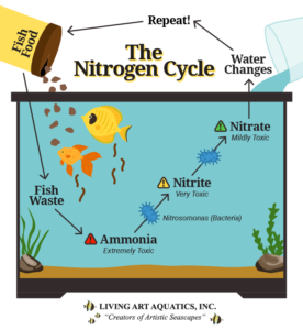 Why is the Nitrogen Cycle Important for Your Aquarium?
