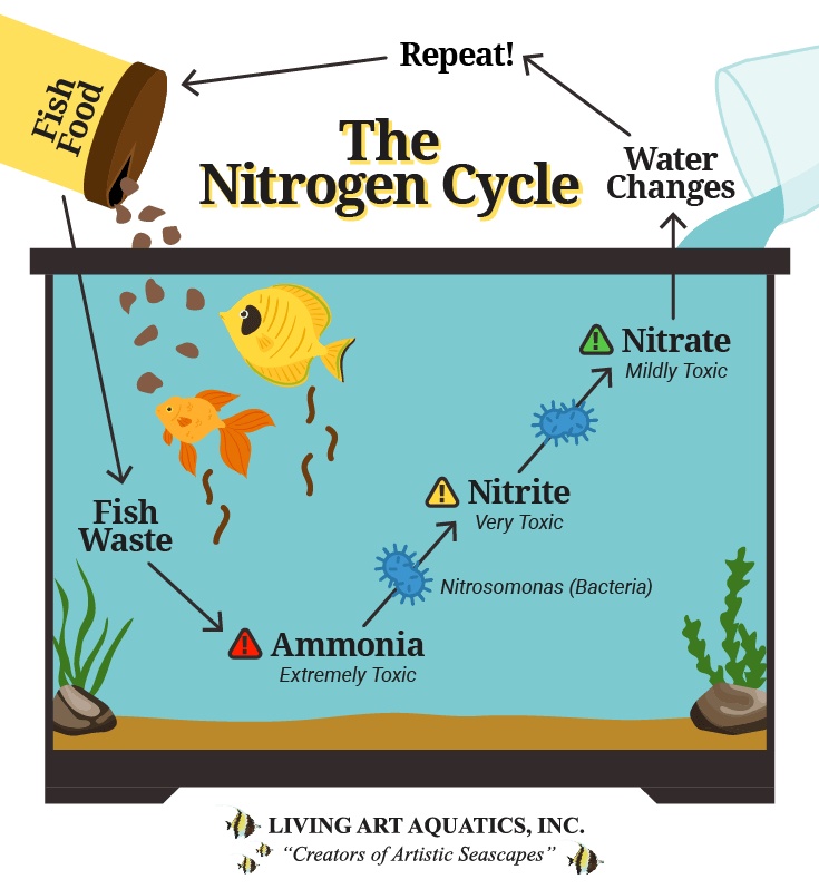 An infographic showing the nitrogen cycle process and why the nitrogen cycle is important. 