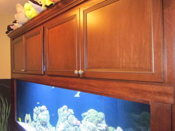 An image showing an aquarium with cabinets as a fish tank setup for beginners.