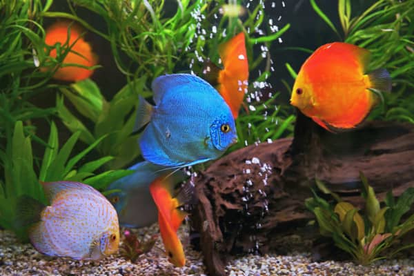 Two different species of fish share an aquarium