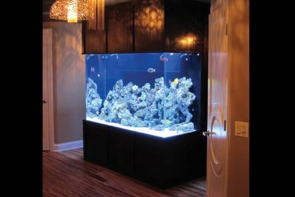 Beautiful custom aquarium in an entry way