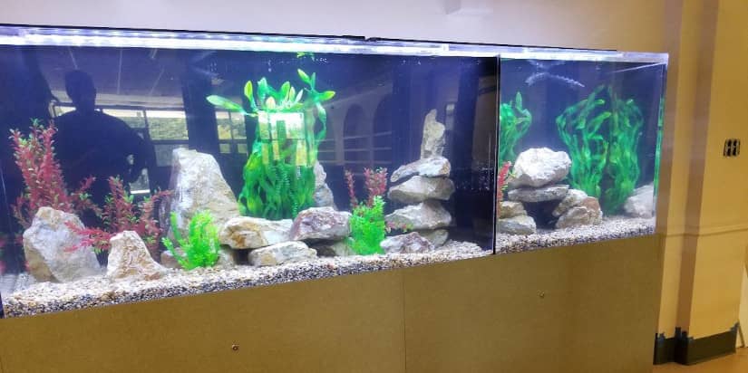 Tank Tips: A Freshwater Aquarium in the Classroom