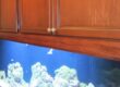 An aquarium with cabinets as a fish tank setup for beginners.